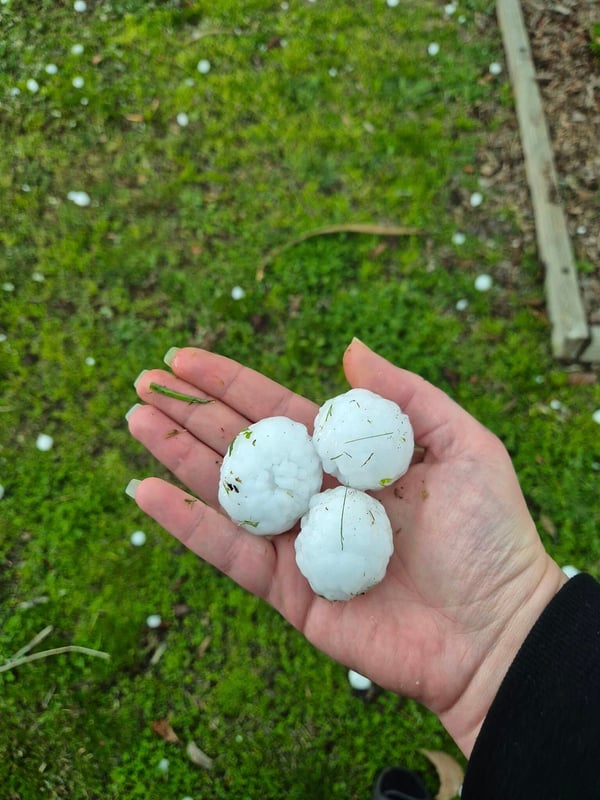 Vic Hail 25 Aug 2024 - Emily Rose